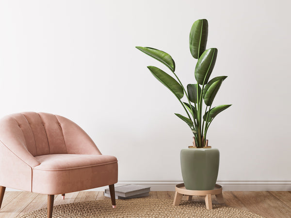 Diese handgefertigte Metall-Vase "Artisse 100" wurde für die glanzvolle und stilsichere Präsentation von Blumen entworfen. Mit ihrem hochglänzenden Lack in Mint und dem edlen Goldrand ist sie ein absoluter Blickfang. Die abgerundete Form fügt sich stilvoll in jedes Ambiente ein, während die Innenversiegelung für eine lange Haltbarkeit sorgt.

